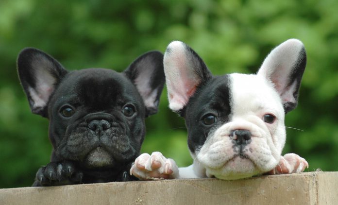 cachorros de bulldog francés